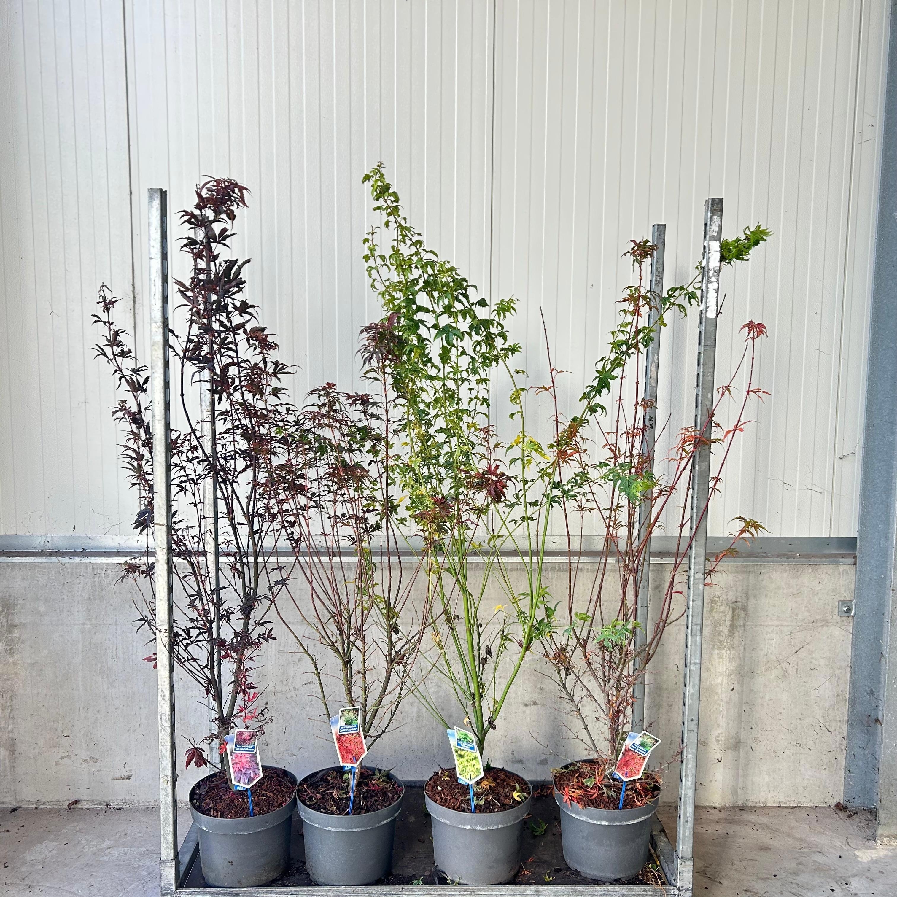 Picture of Acer palmatum mix P29 (minimum order one layer)