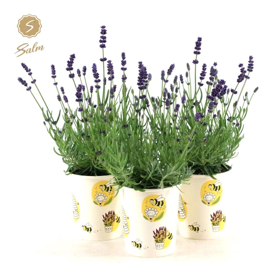 Picture of Lavandula ang. 'Felice'® Collection P12 in Cup Bee