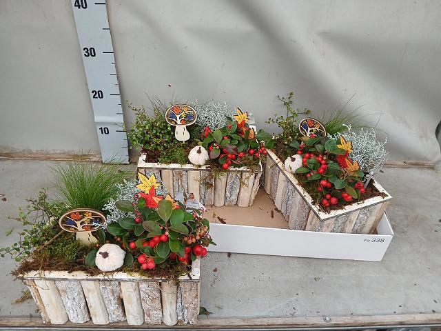 Arr Tuinplanten 28P 25cm