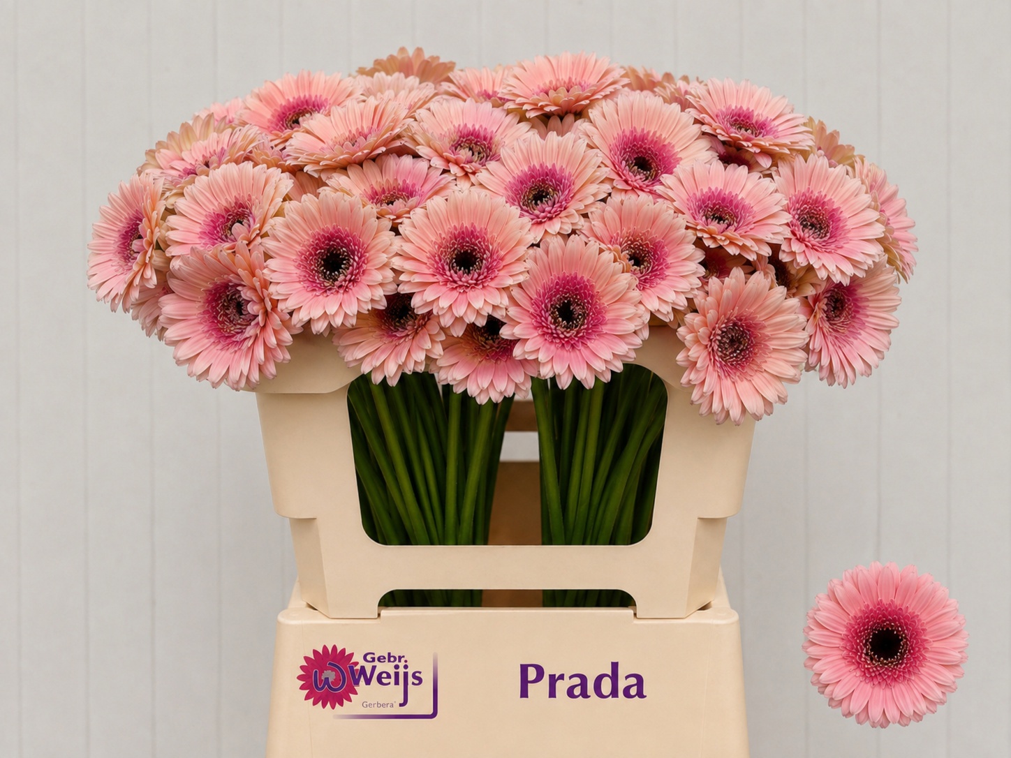 Ge Mi Prada 50cm 7Ø