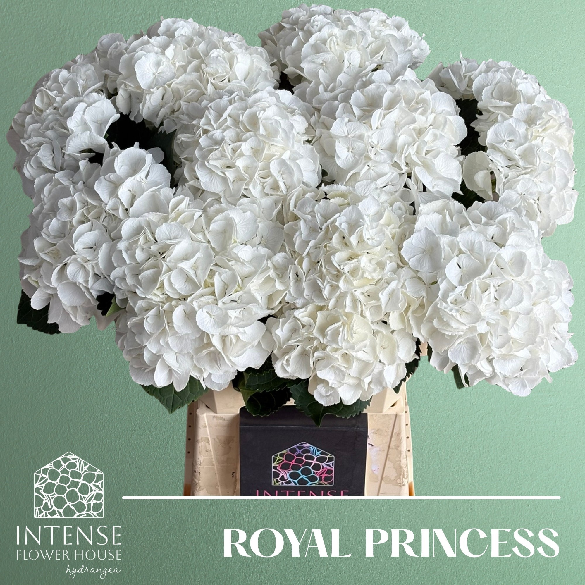 Hydr M Royal Princes