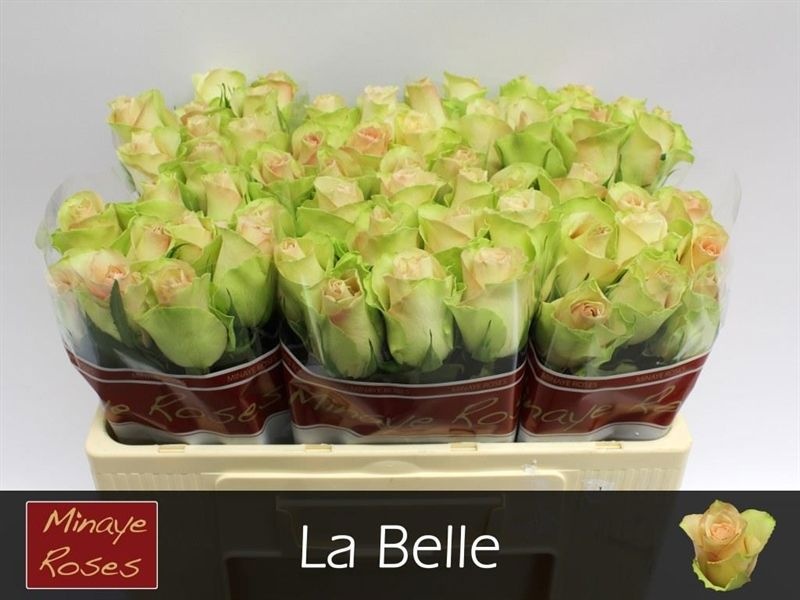 Rosa La Belle 50cm