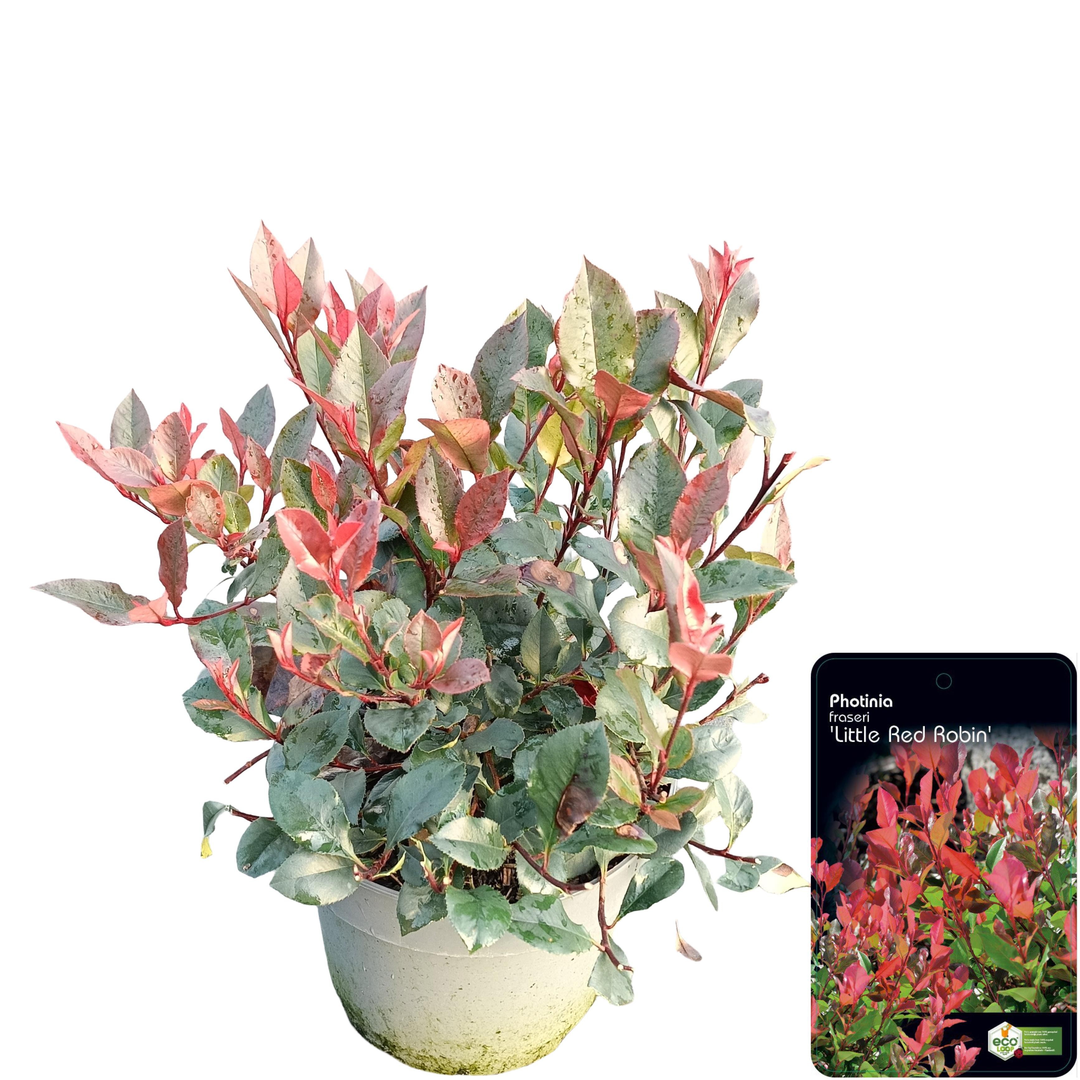 Picture of Photinia fraseri 'Little Red Robin' C5