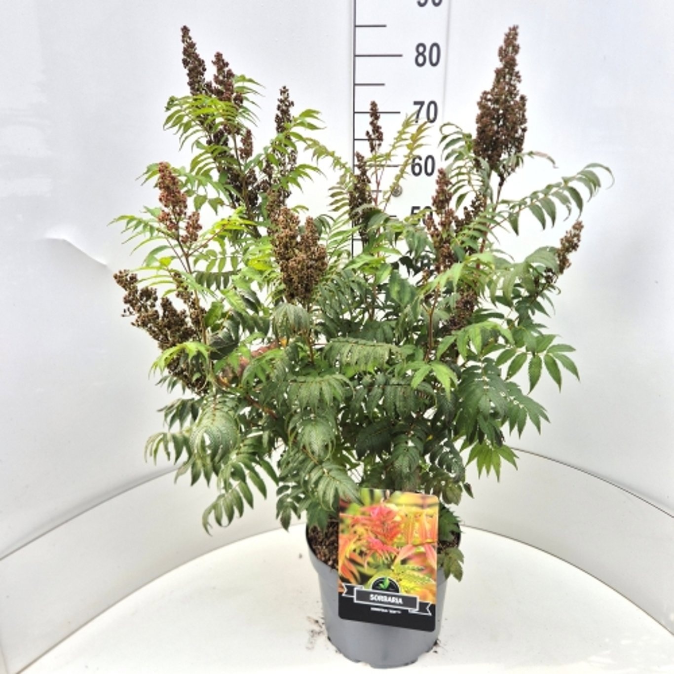 Sorbaria sorbifolia 'Sem'