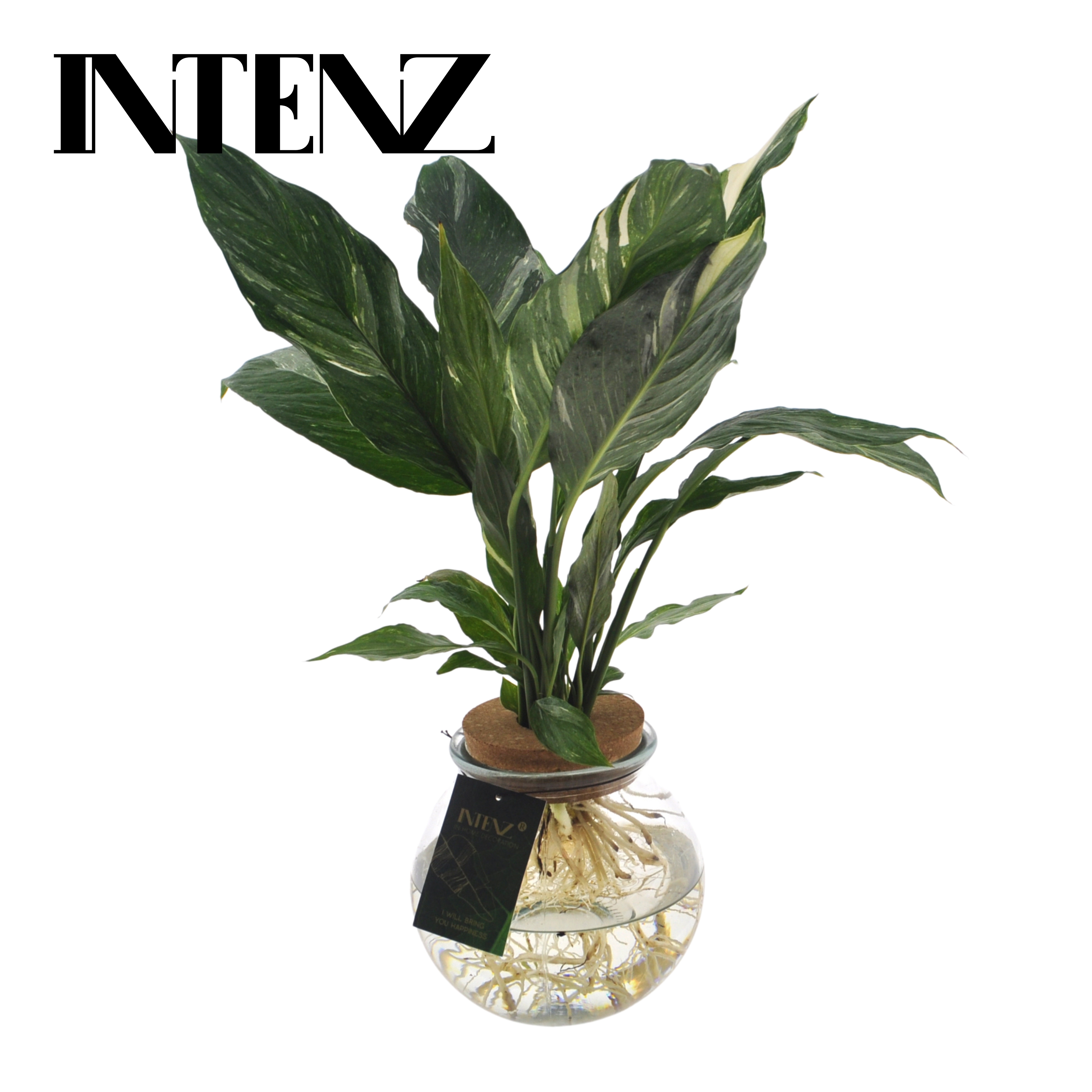 Picture of Spathiphyllum Diamond in Ballglass P12 30CM