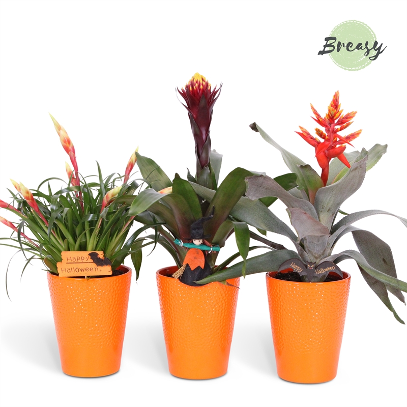 Picture of Bromelia Royal Halloween Florence + deco P13 45cm