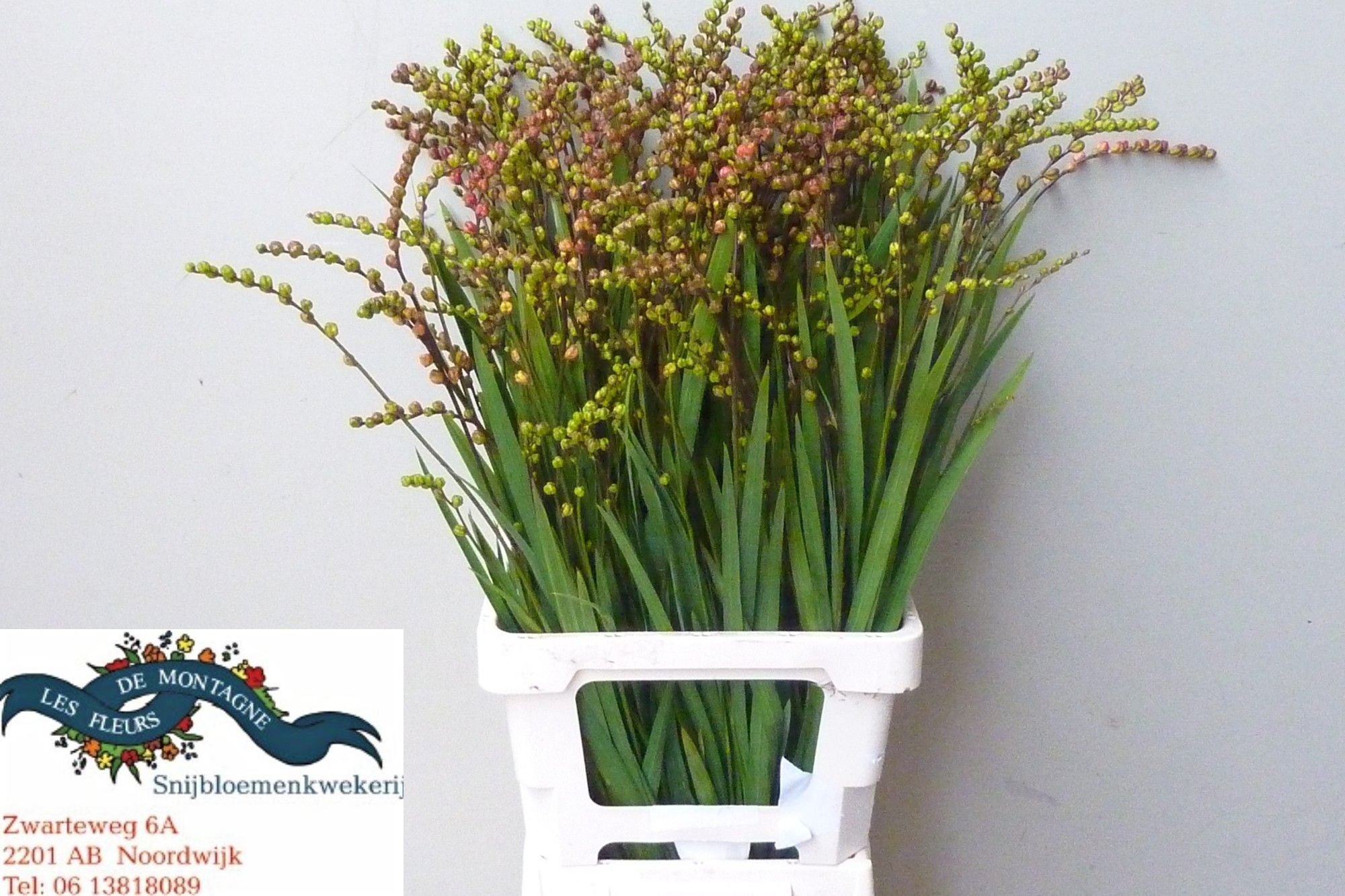 Crocosmia Pods 70cm