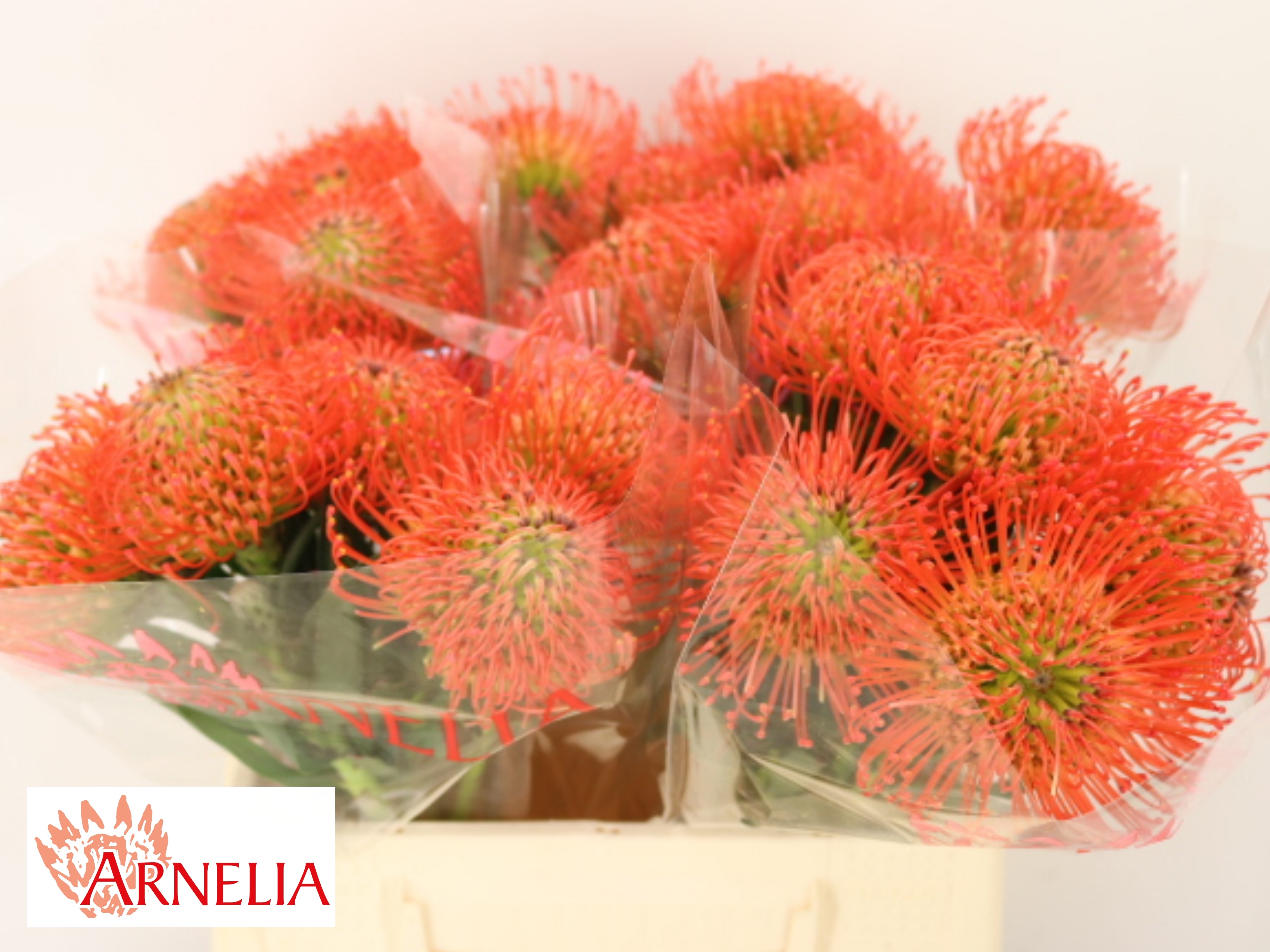Leucospermum Succession 40cm
