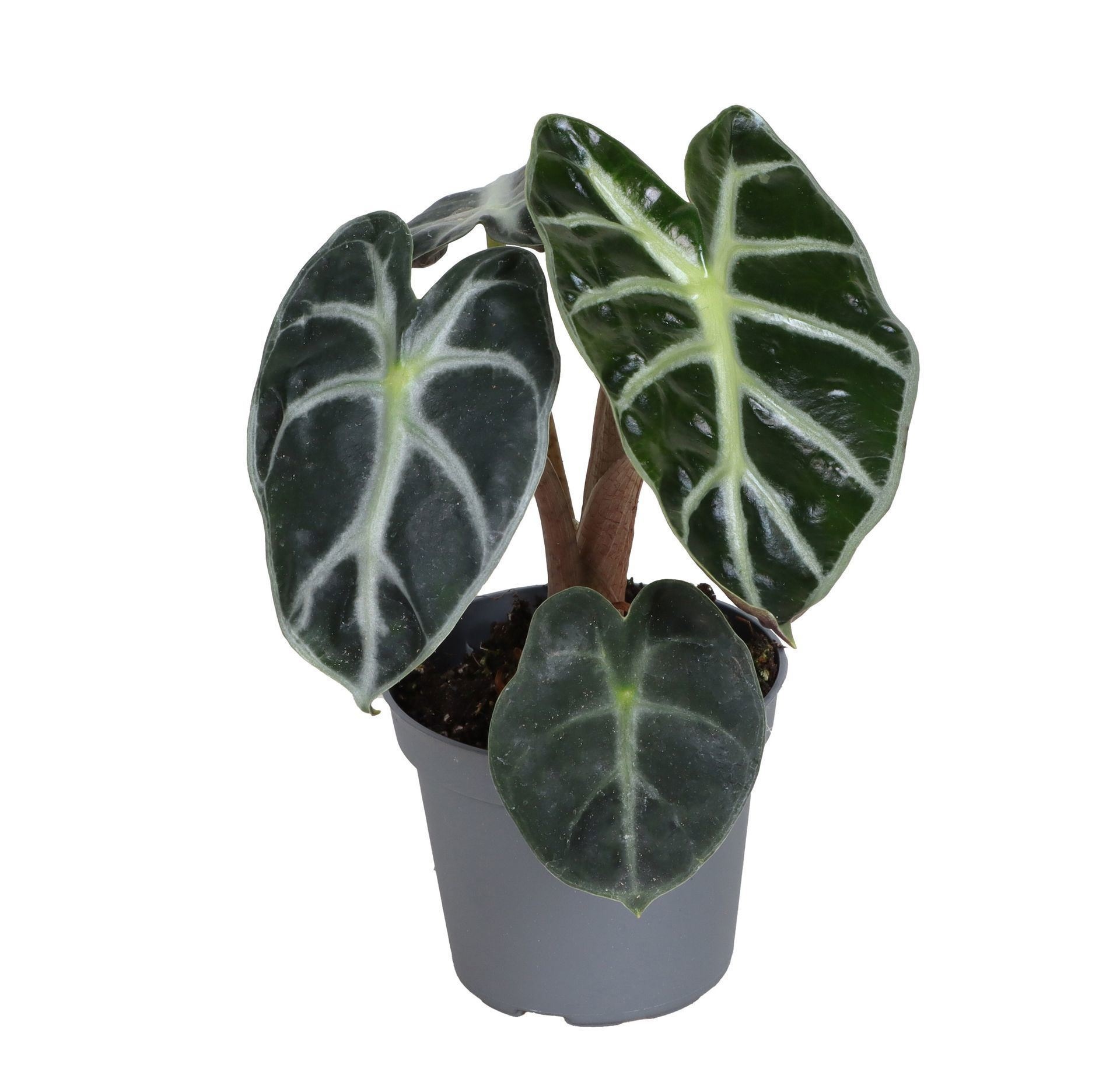 Alocasia Baby Bambino