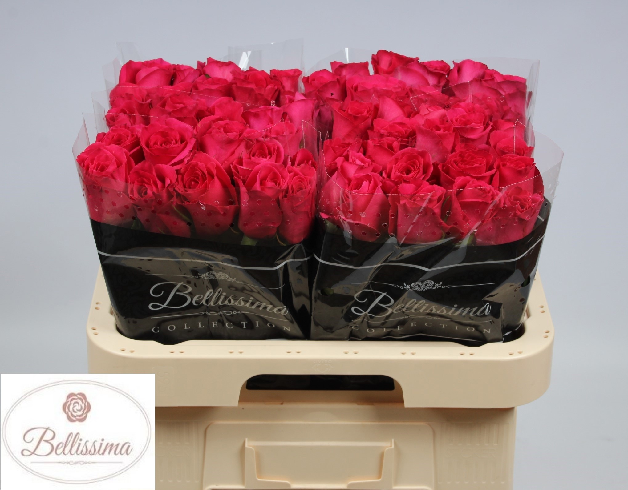 Rosa Pink Floyd 60cm