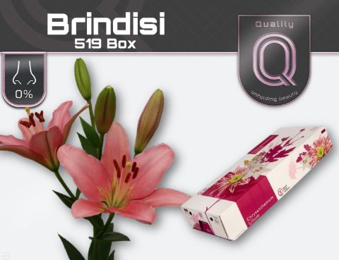 Li La Brindisi
