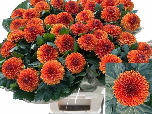 Chrys Single Kiev Bi-color 80cm 45gram