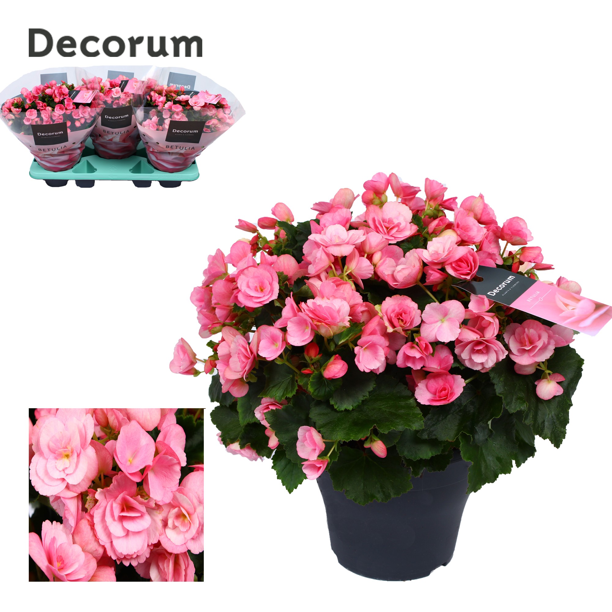 Begonia betulia 'candy' roze Decorum