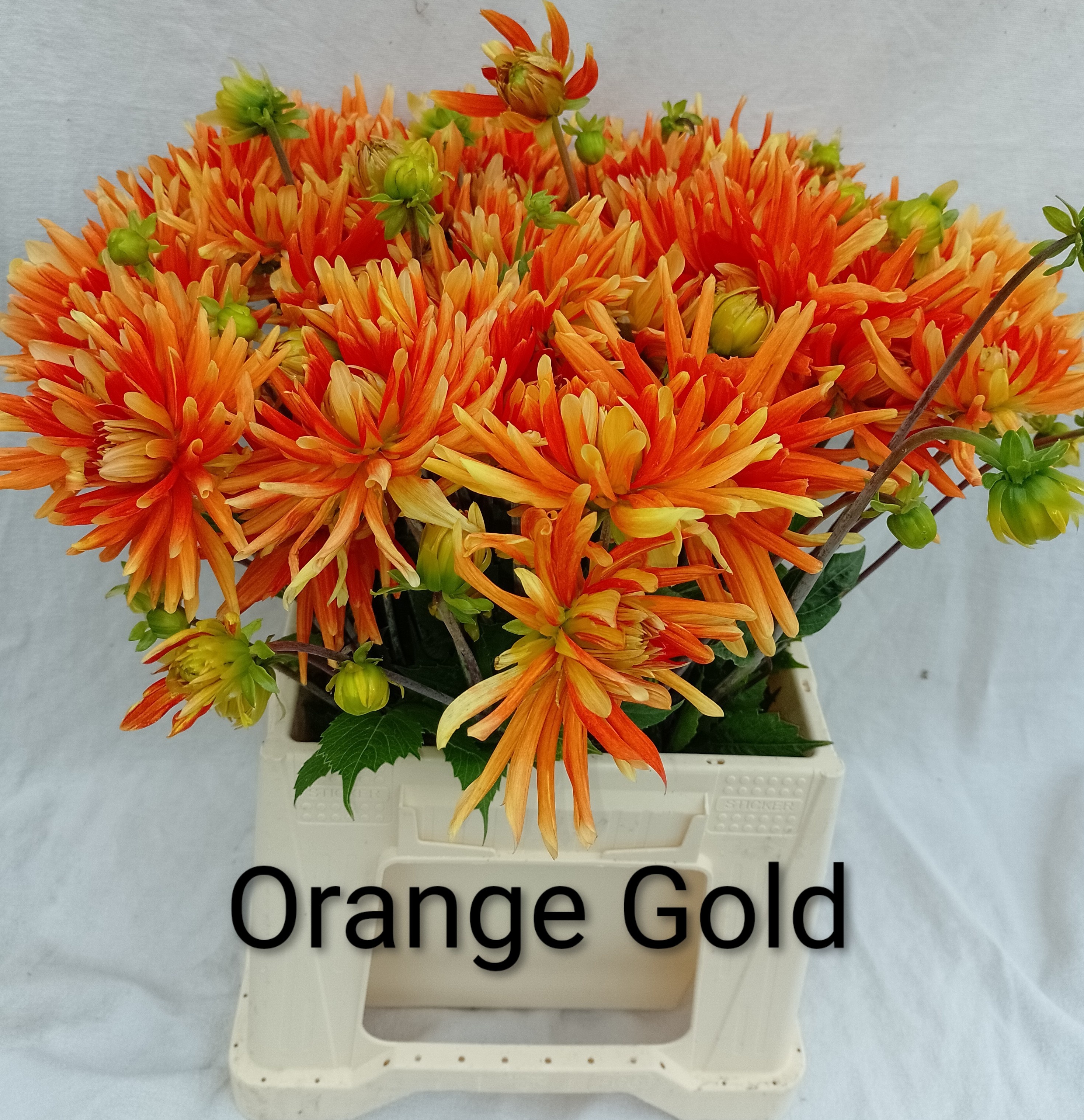 Dahlia 50cm