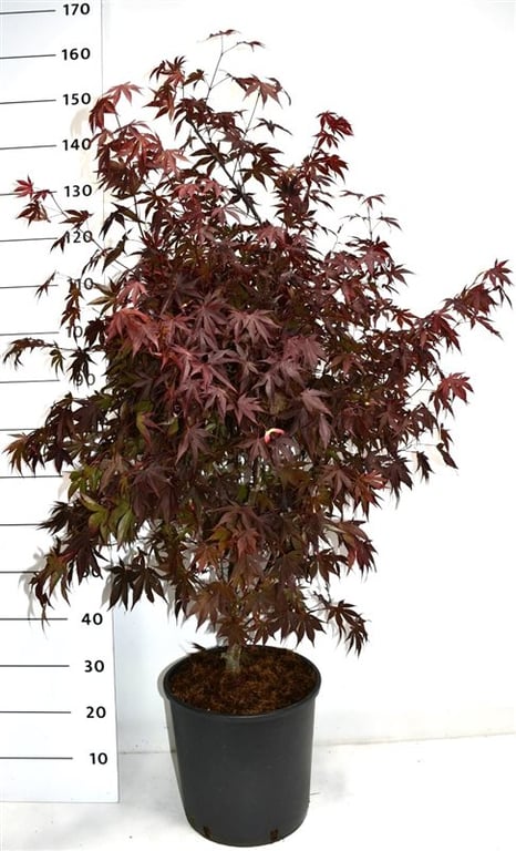 Picture of Acer pal. 'Fireglow'