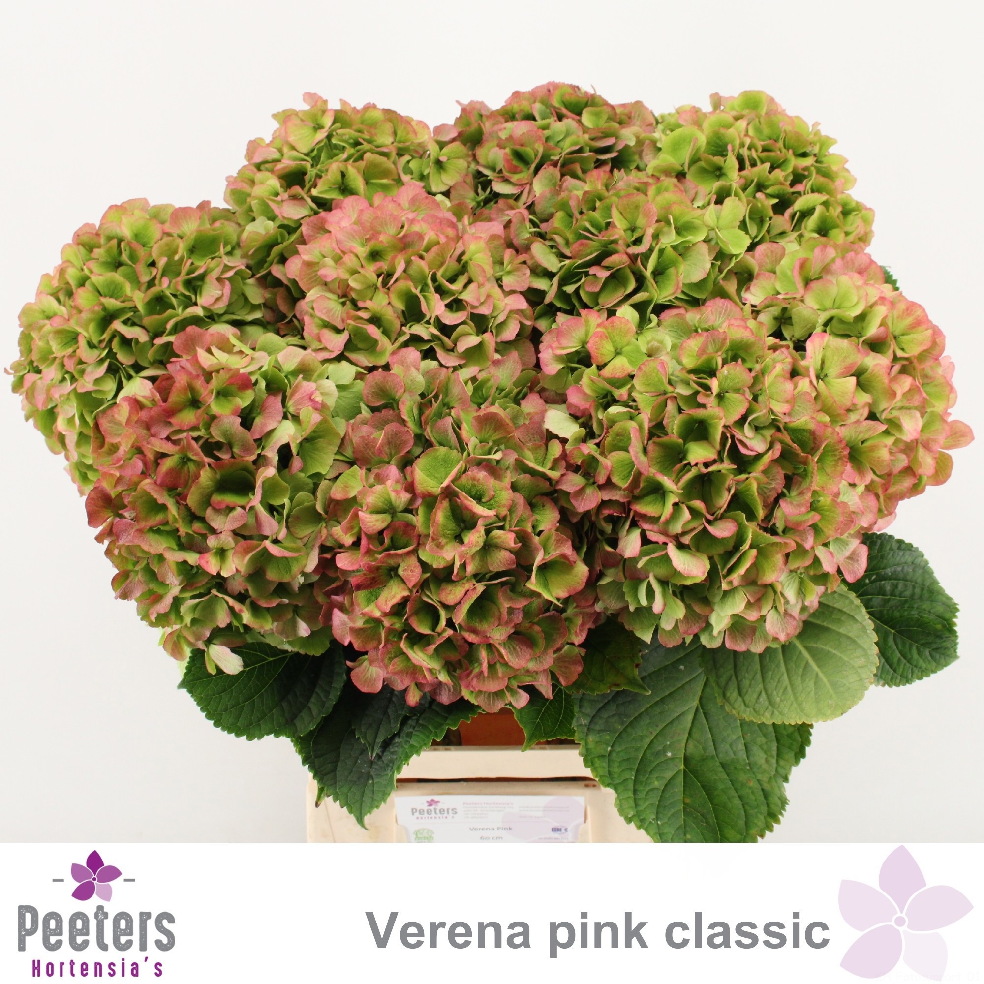 Hydrangea Verena Classic Pink 60cm 18Ø