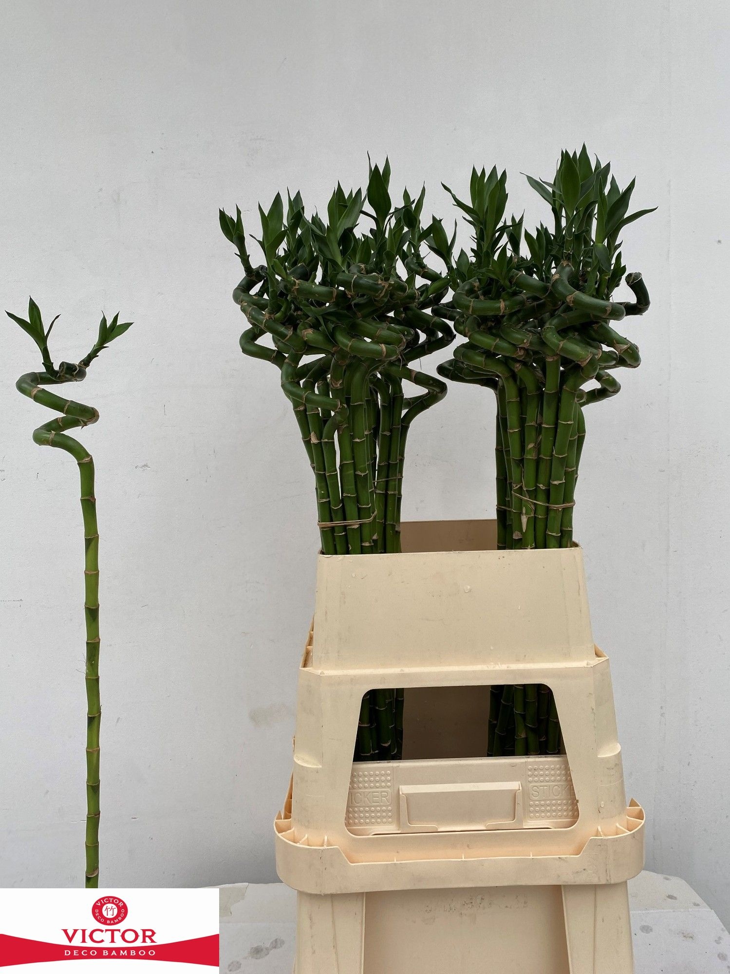 Dracaena Lucky Bamboo 90cm