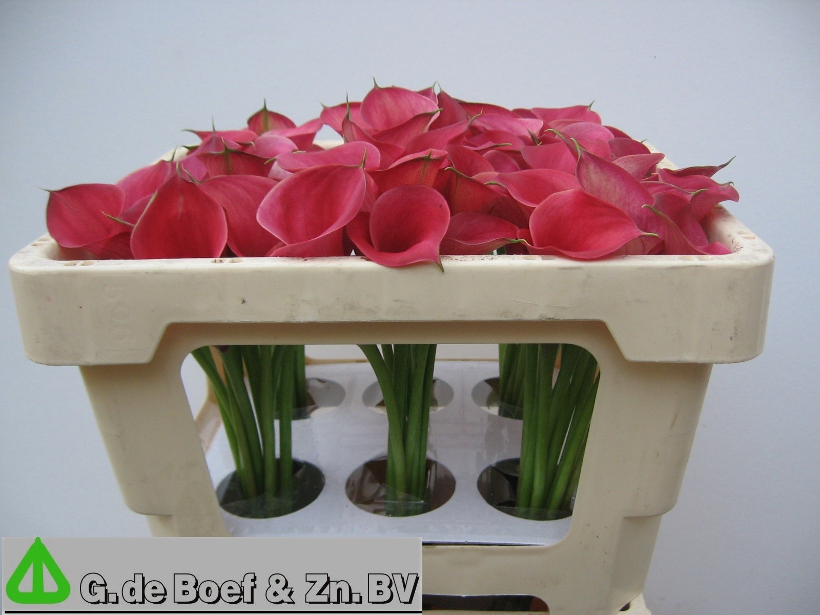 Calla Nashville 45cm
