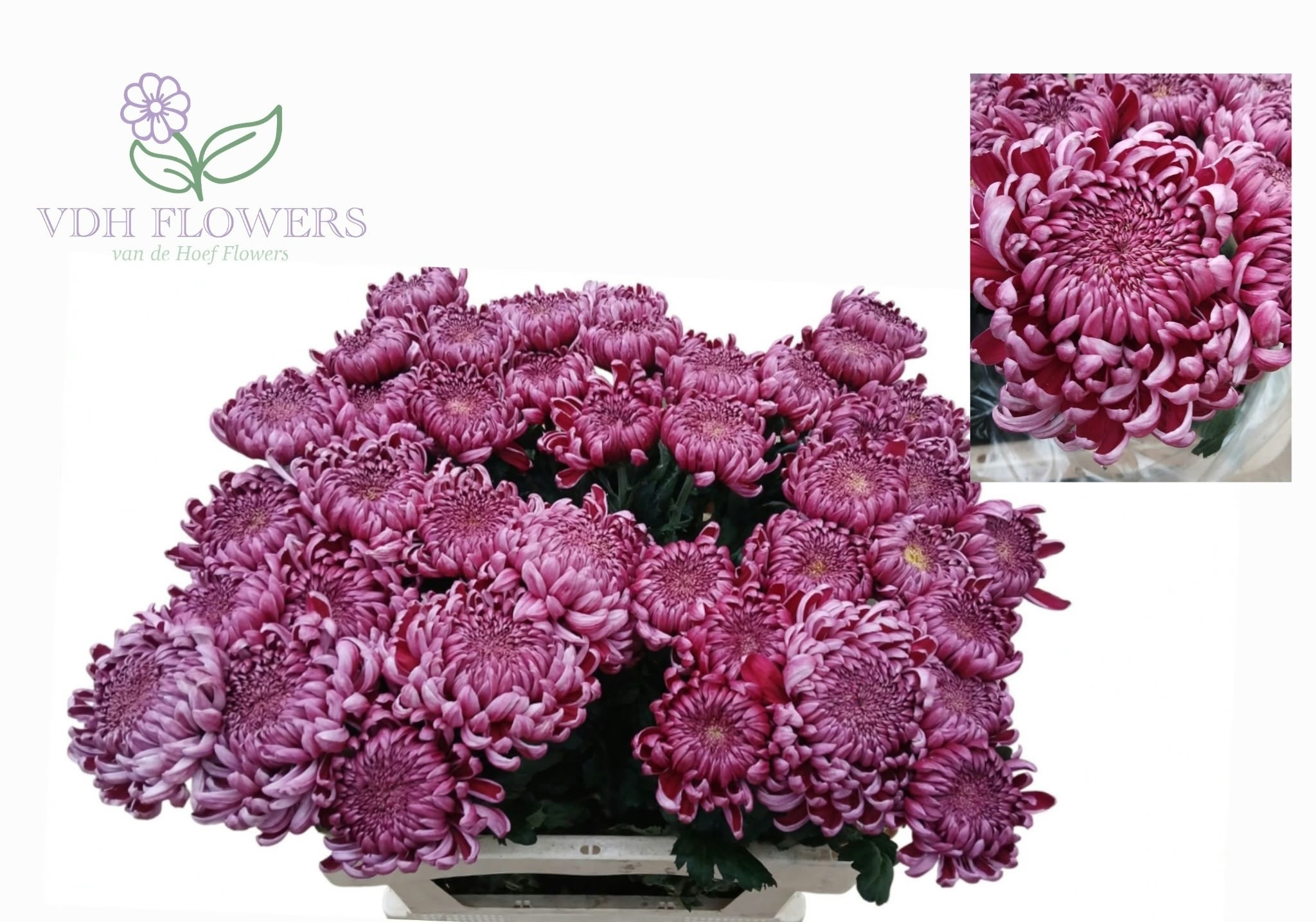 Chrys Single Gilbert Purple 80cm 85gram
