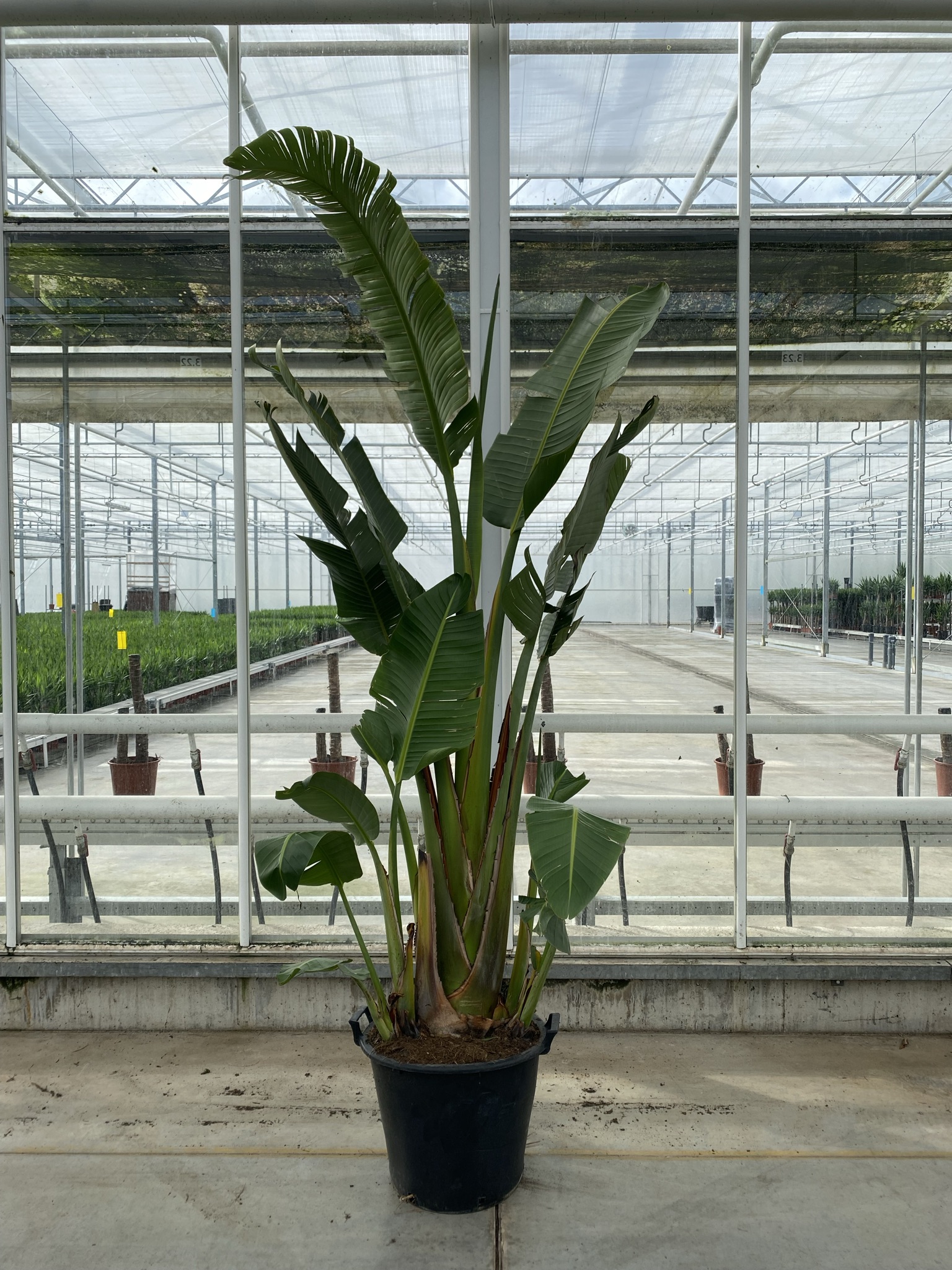 Picture of Strelitzia augusta P40-(25-LTR) (LOOSE)