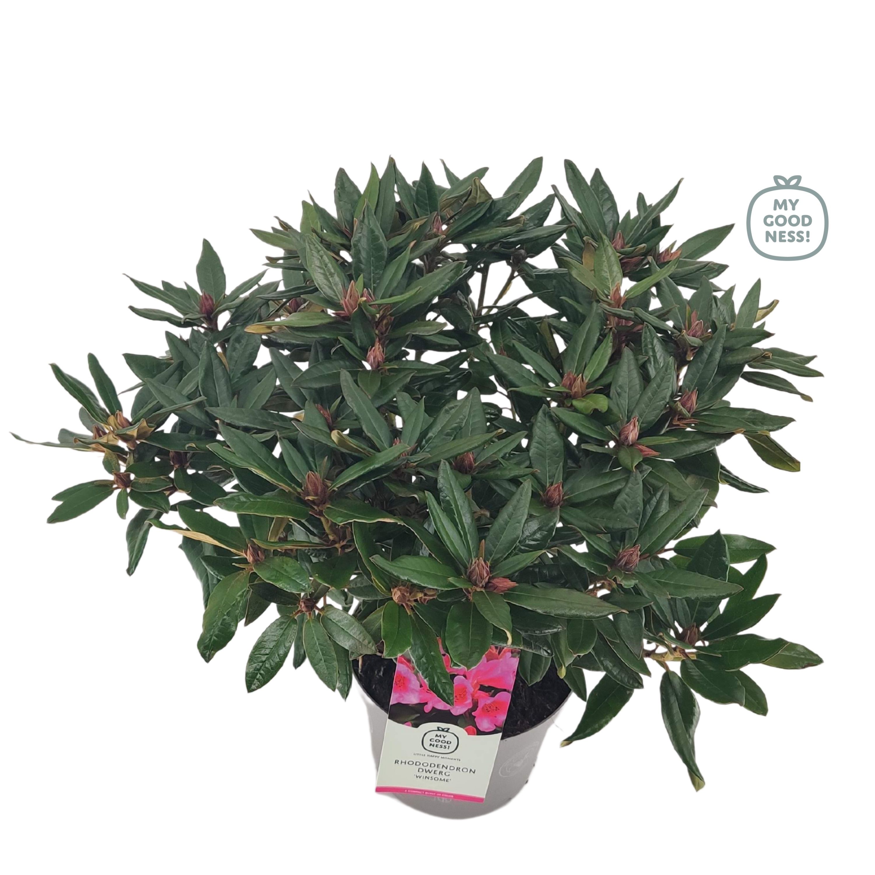 Rhododendron (Griersonianum) 'Winsome' Pot grown | Gardenline
