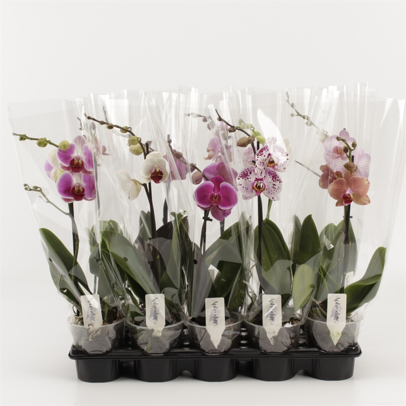 Picture of Phalaenopsis hybrid in varieties compact 1 Spike P12 40CM