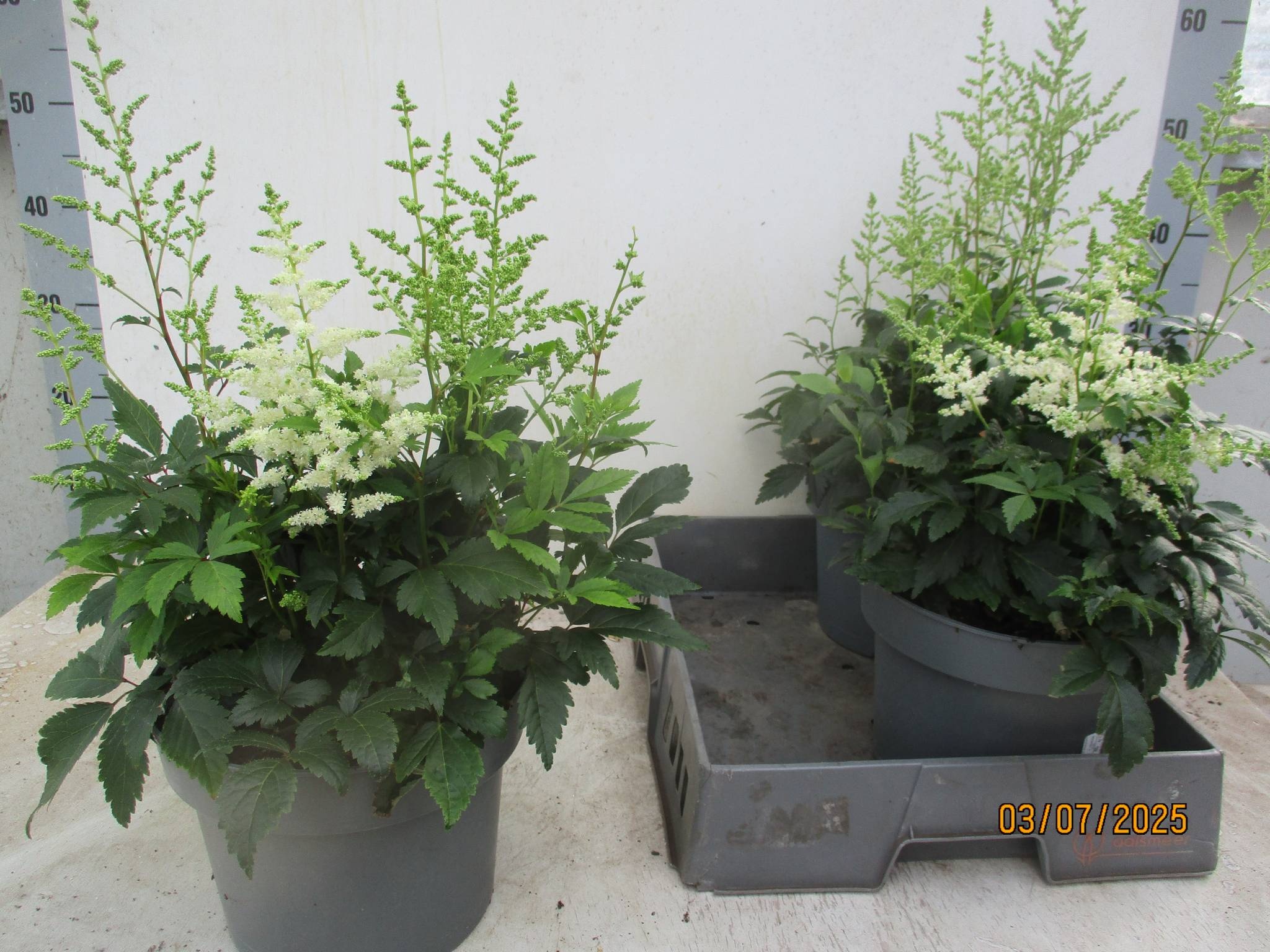 Astilbe (Arendsii Grp) 'Weisse Gloria' - Astilbe