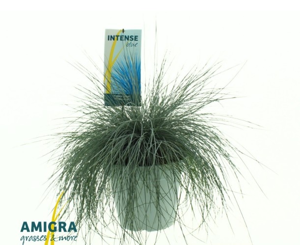 Picture of Festuca glauca Intense Blue®