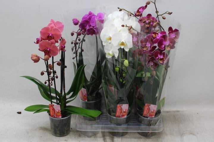 Phal El Cascade 12P 45H 2TAK 16bloem 23bloei