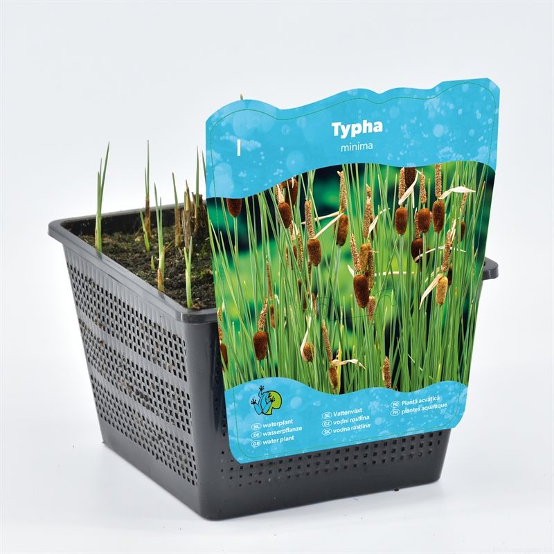 Typha minima