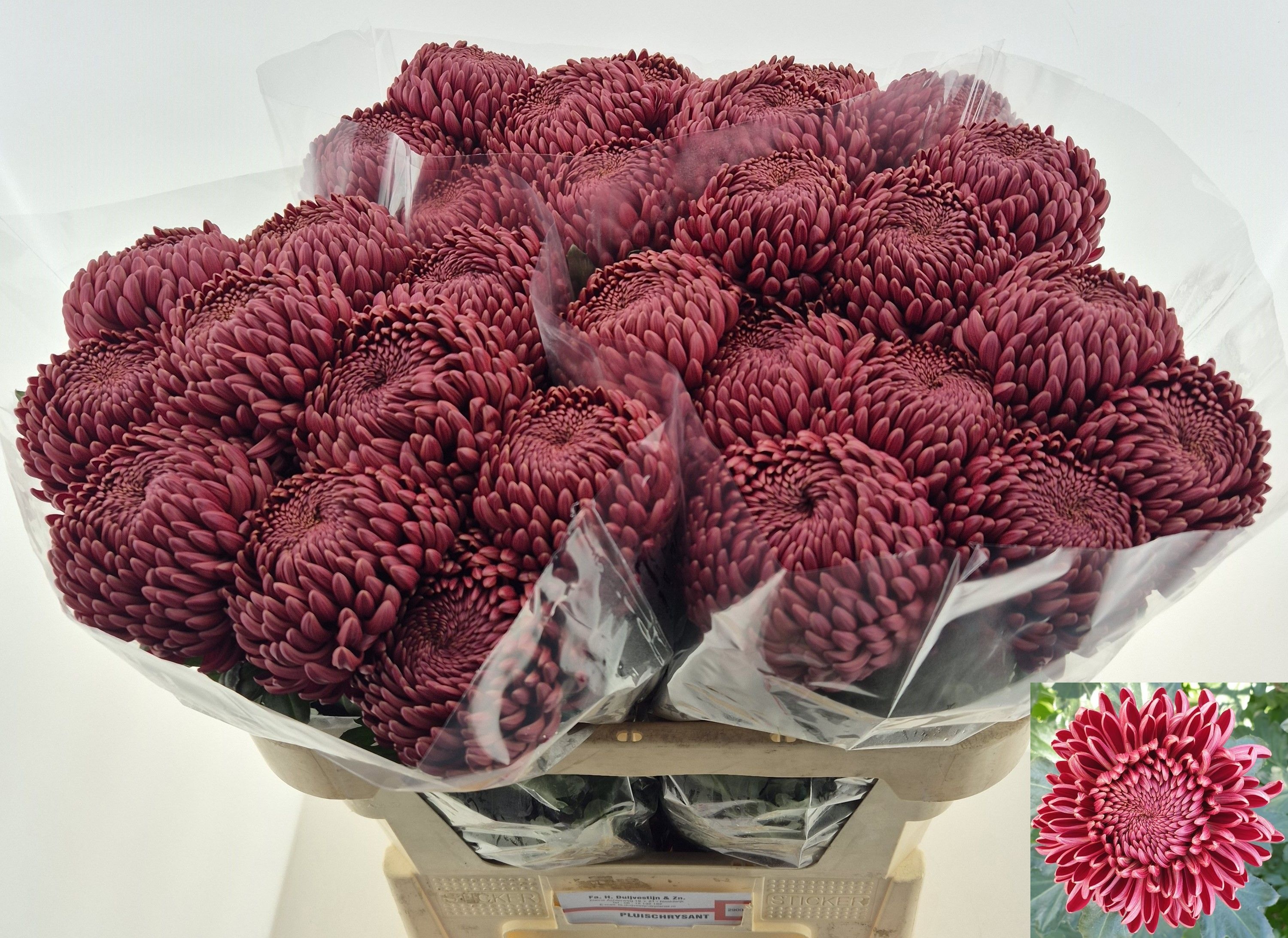 Chrys Single Bigoudi Red 70cm 105gram