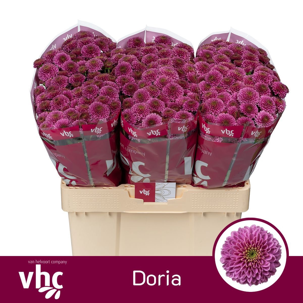 Chr San Aaa Doria