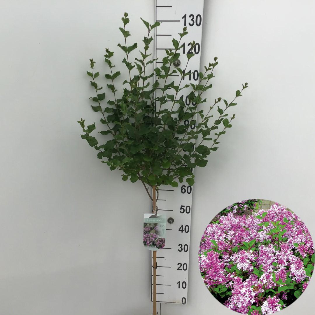 Picture of Syringa meyeri Palibin P23 (5 Ltr) 60/STD