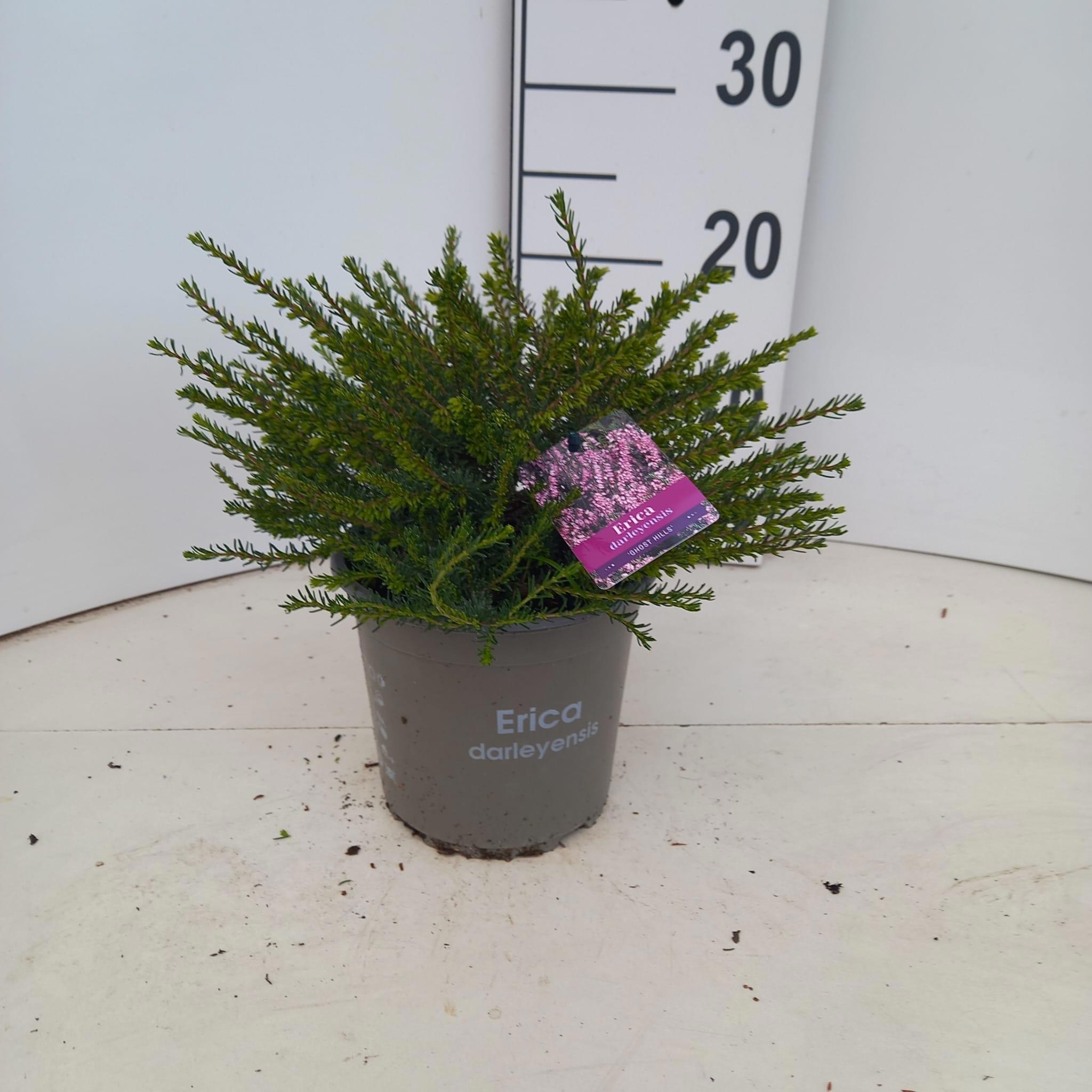 Erica darleyensis 'Ghost Hills'