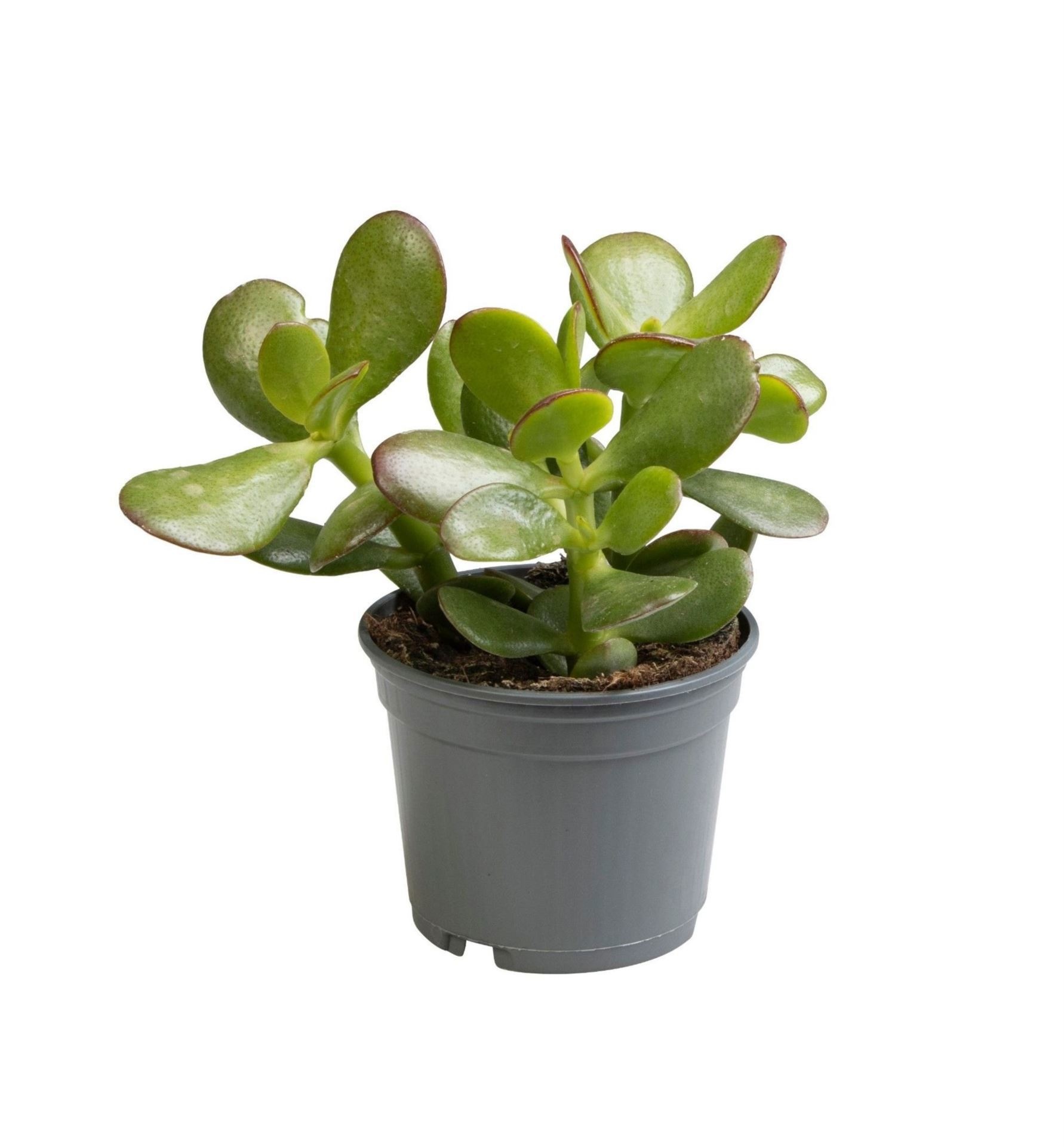 Crassula ovata