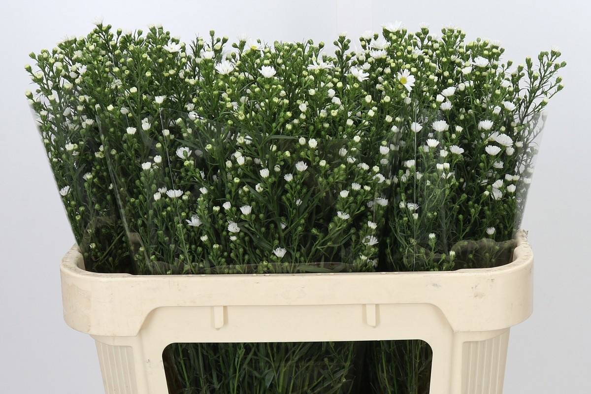 Aster Paquita 70cm 30gram