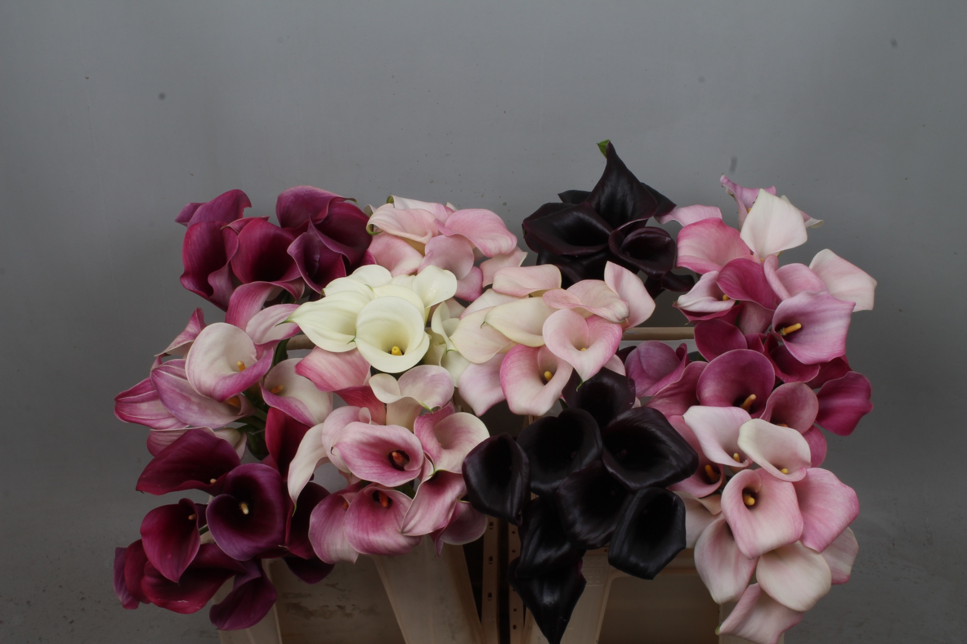 Calla Assorted 40cm