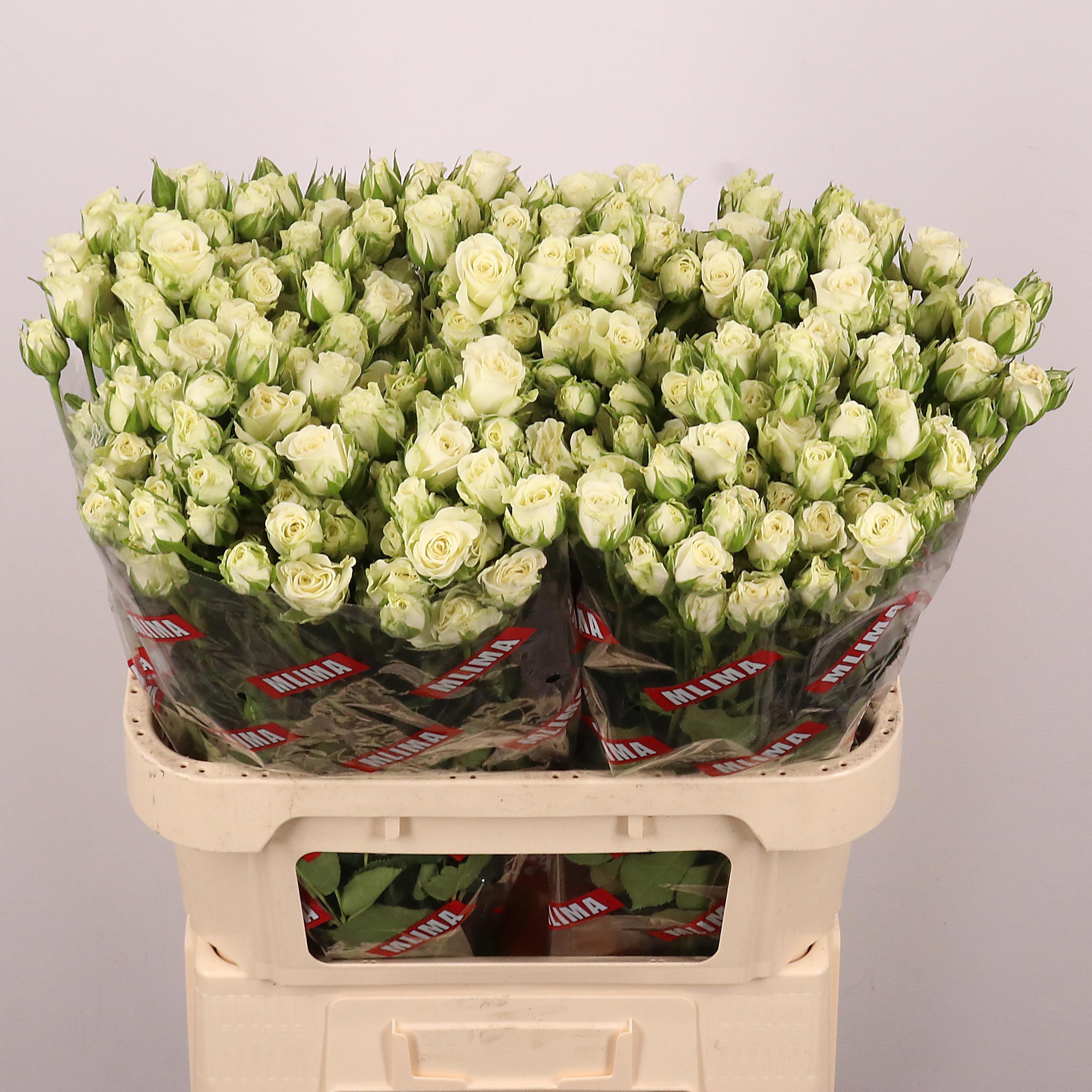 Rosa Spr Snowflake 70cm