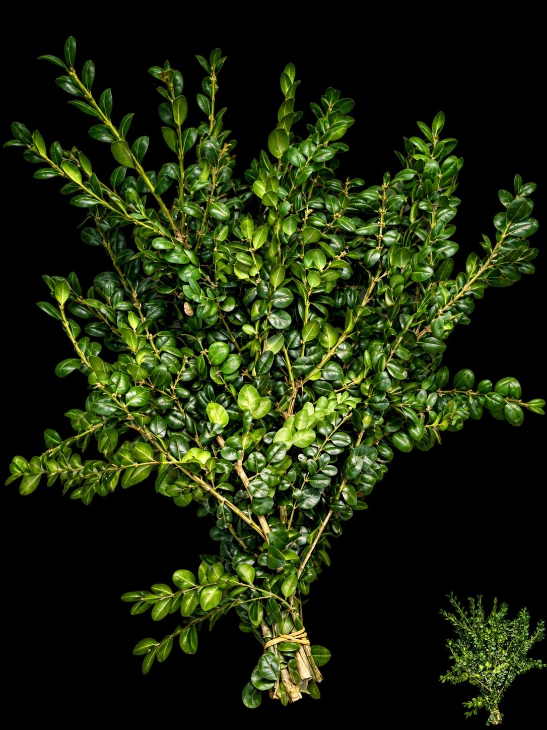 Buxus Per Bunch 60cm 300gram