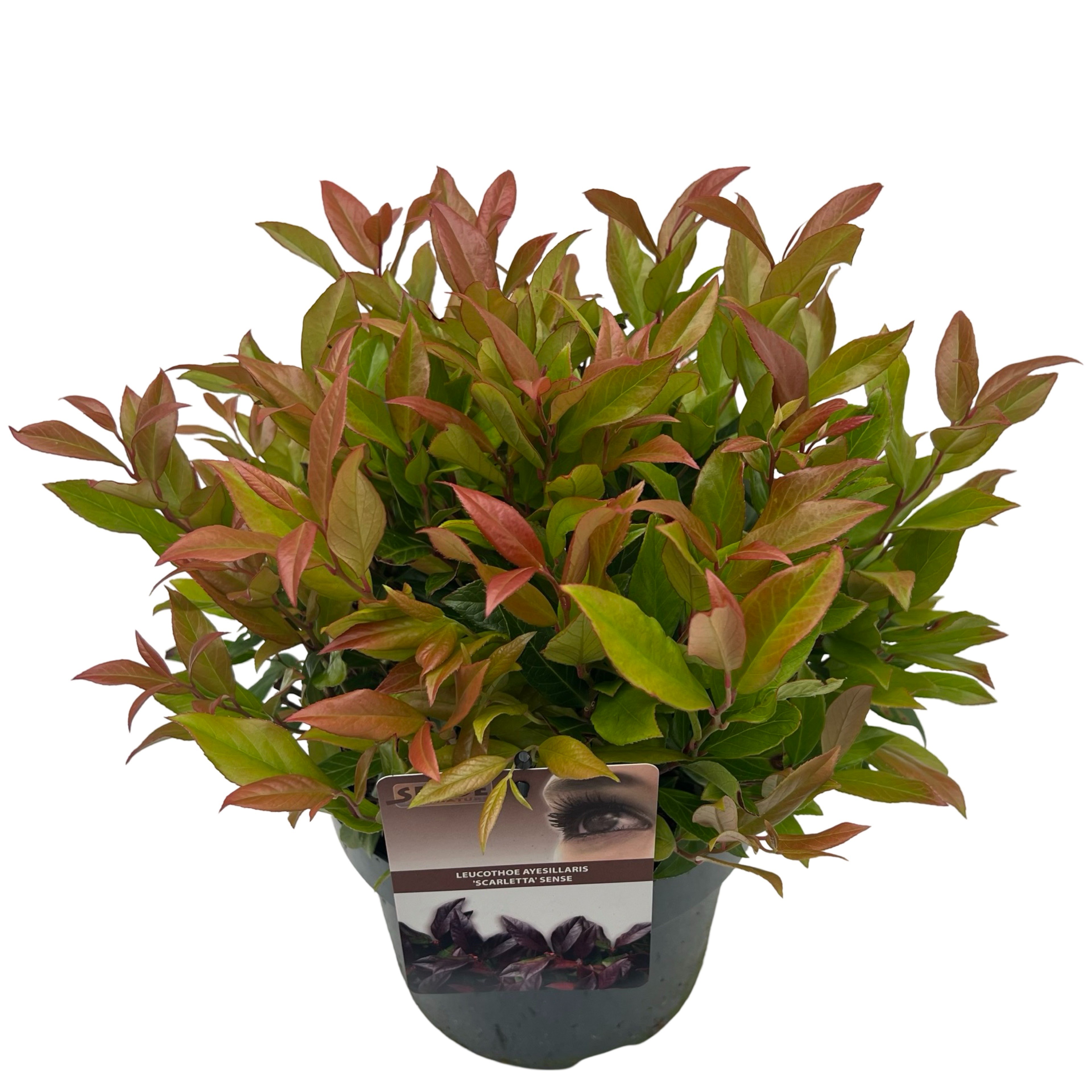 Picture of Leucothoe 'Scarletta' sense