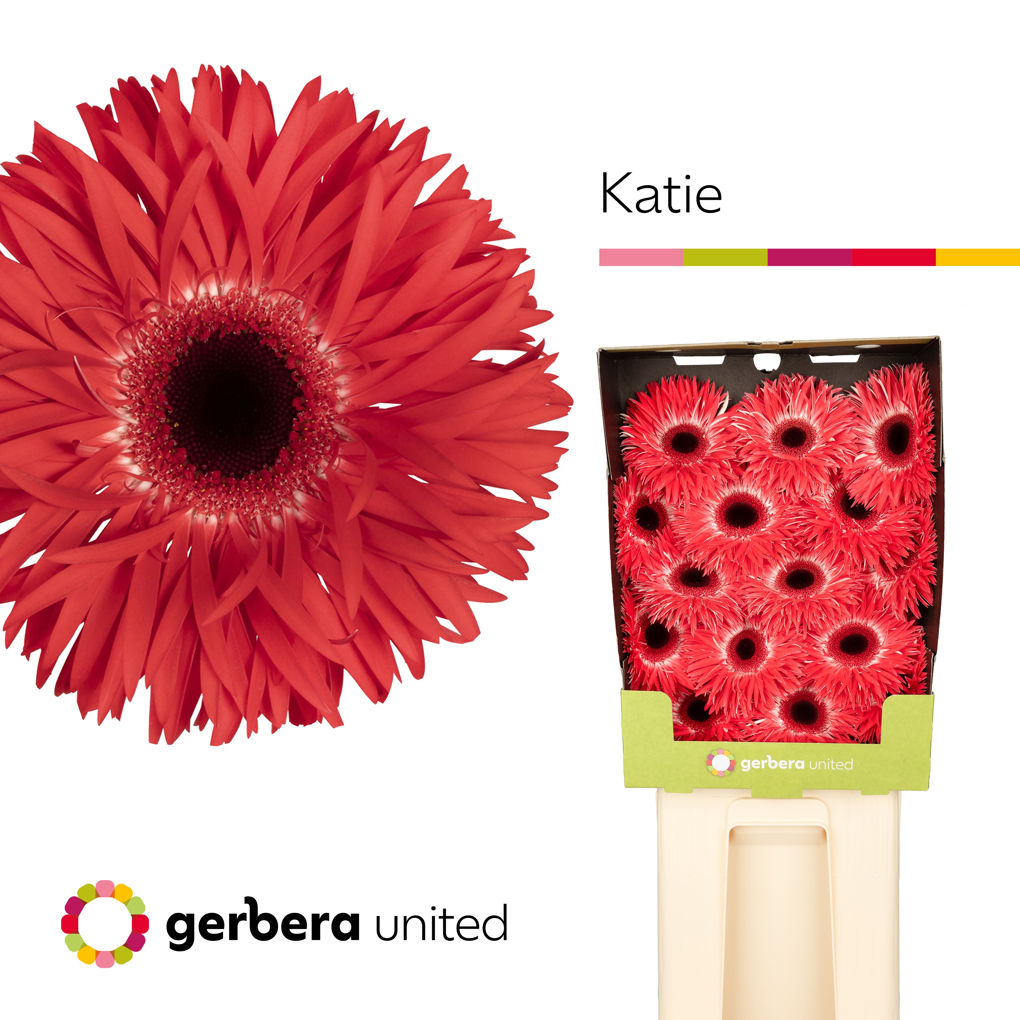 Ge Gs Katie+