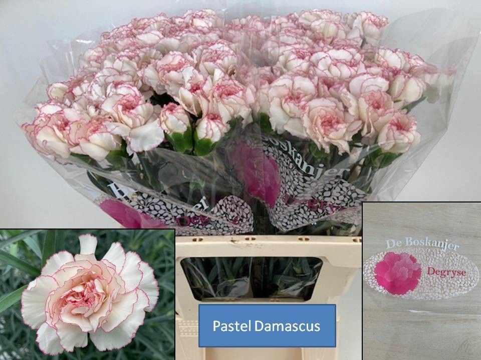 Dianthus Pastel Damascus 60cm