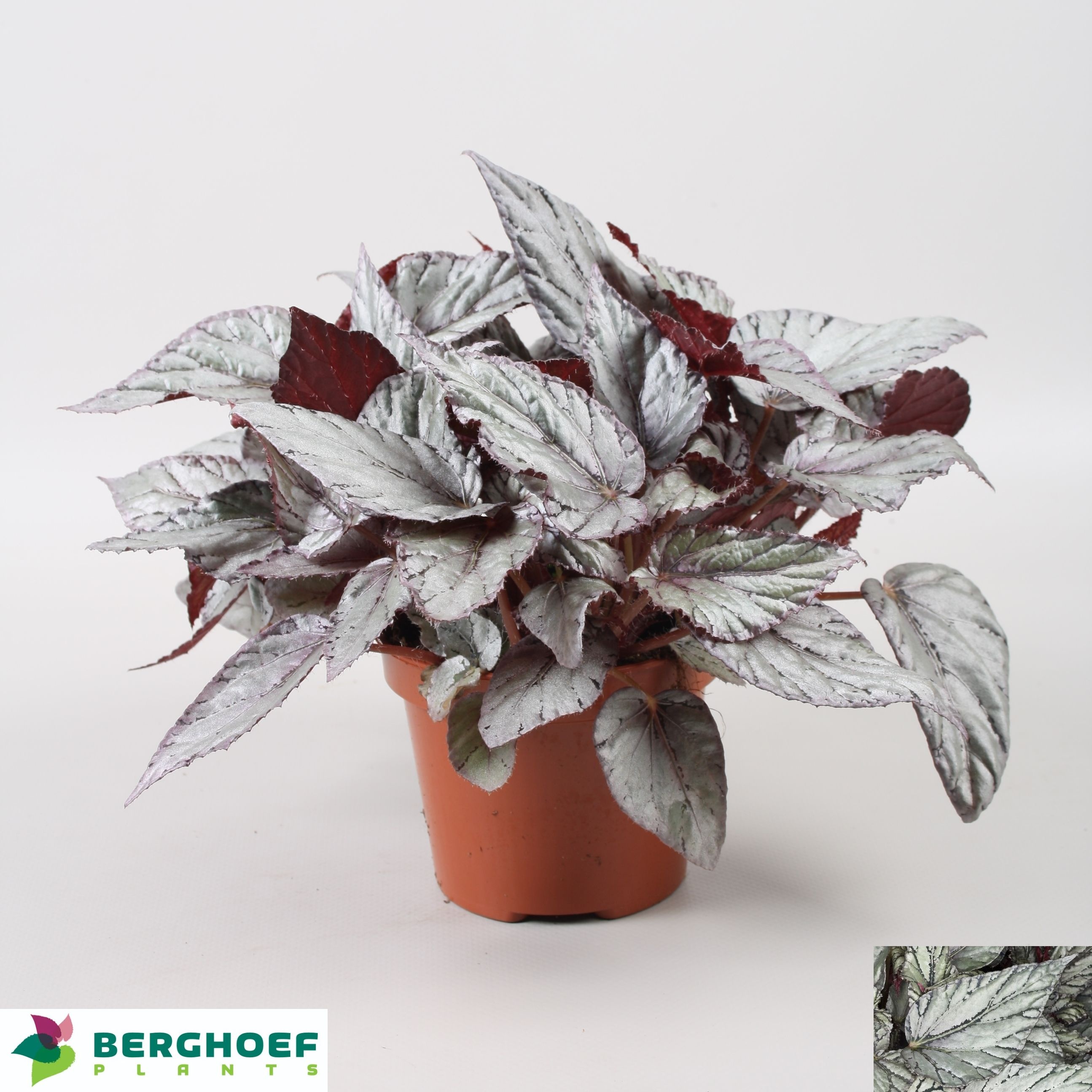 Beg Bel Arctic Breez 12Ø 22cm
