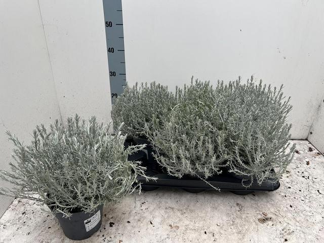 Leucoph Silvercalos 17P 30H