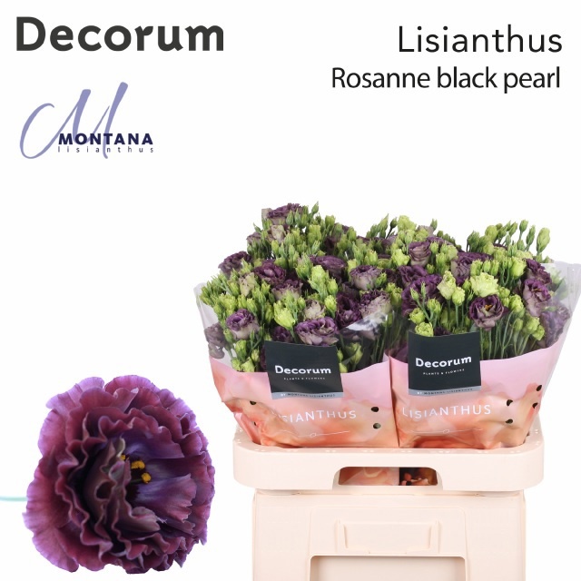 Lisianthus Double Black Pearl 70cm