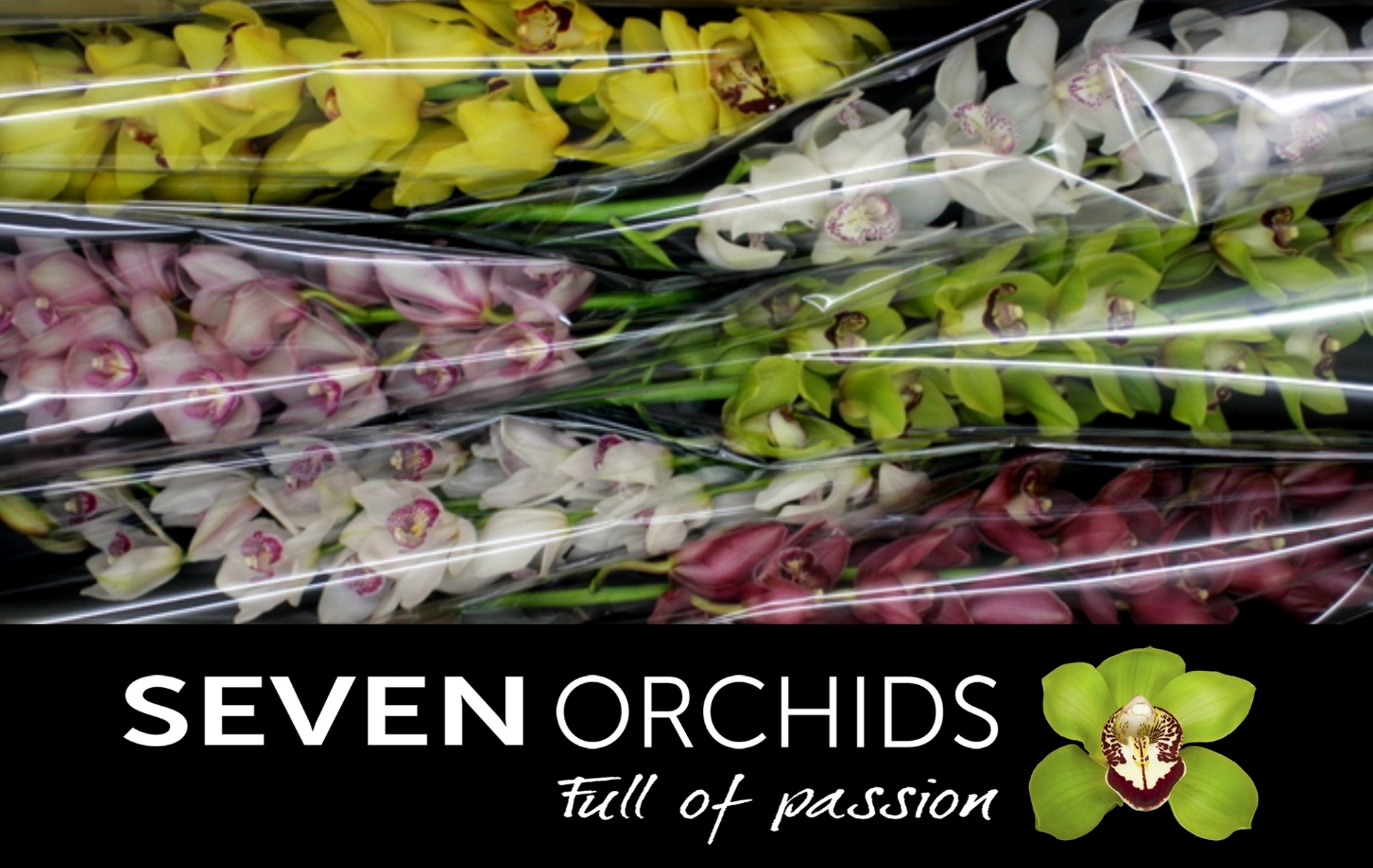 Cymbidium Asst 13bl