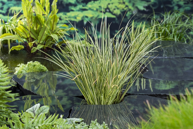 Picture of Acorus calamus Gramineus P18 (2.5 Ltr)