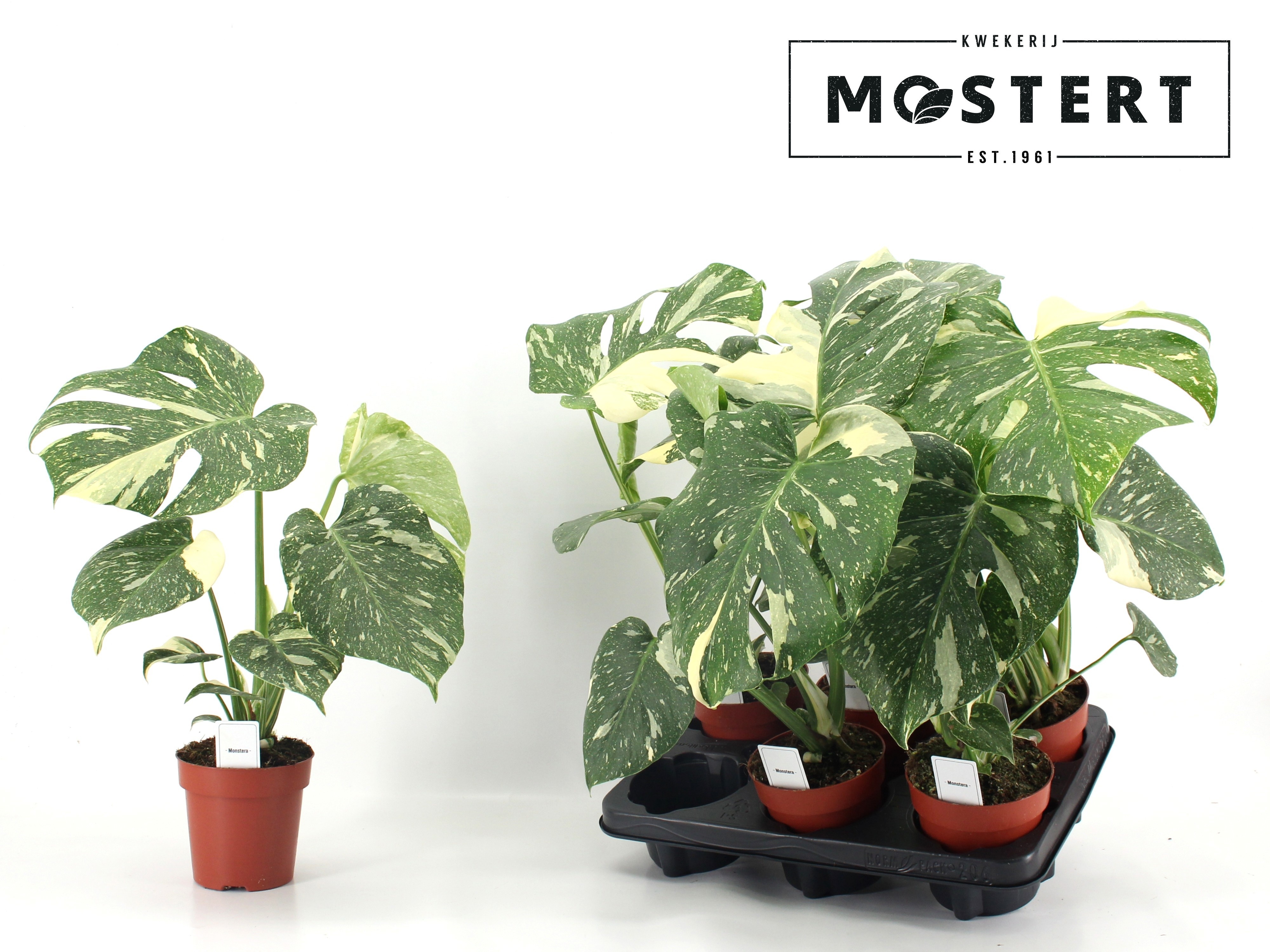 Monstera Del Thai Co 12P 42H 1stek