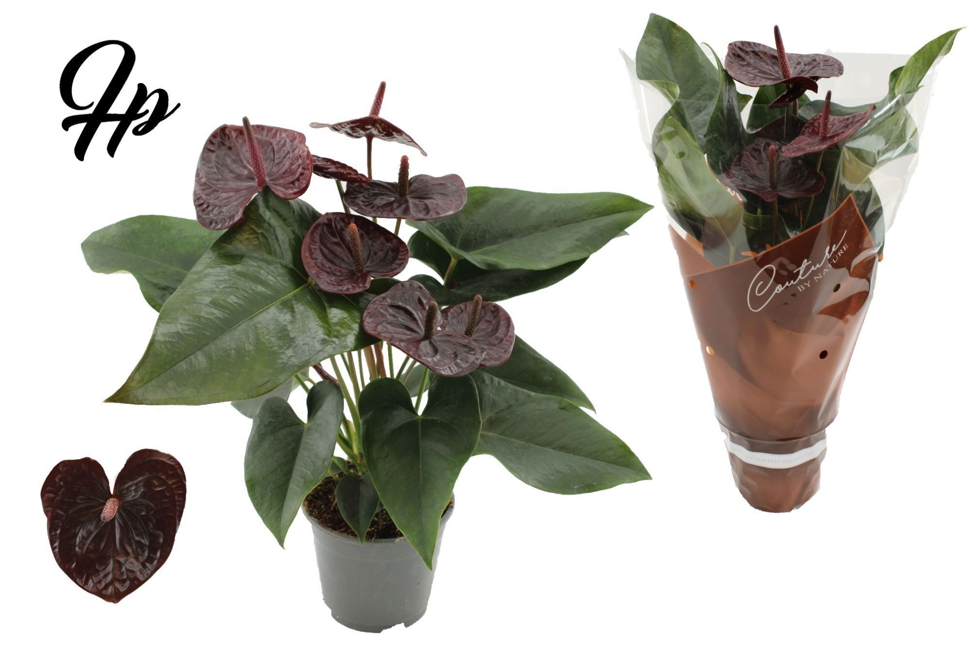 Anthurium 14 Cm Morena In Couture Sleeve