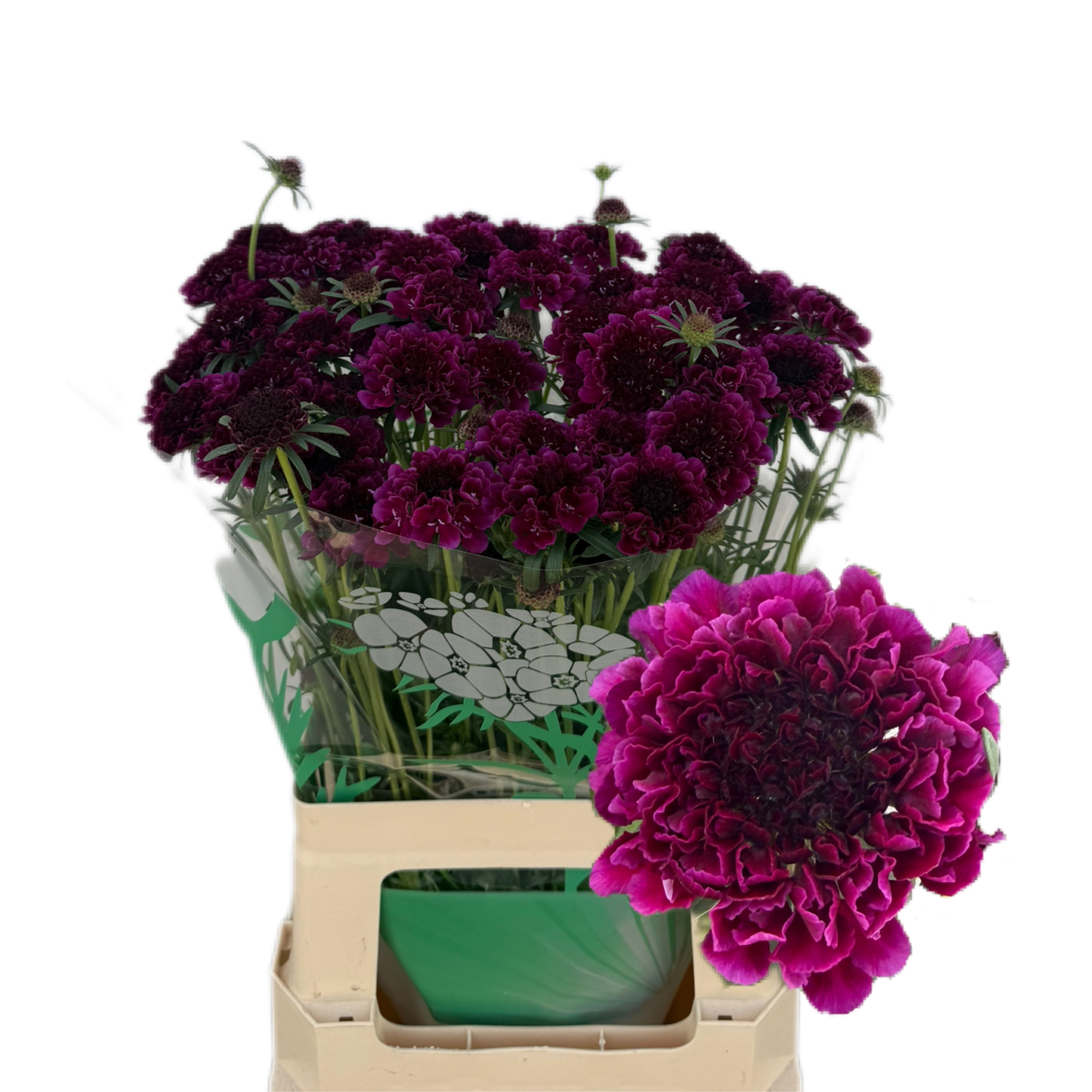 Scabiosa Red Velvet Scoop 60cm